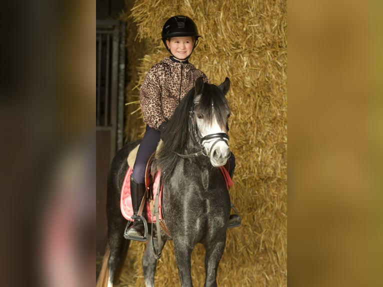 Welsh-A Merrie 3 Jaar 117 cm Blauwschimmel in Groningen