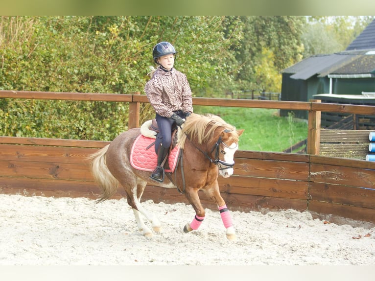 Welsh-A Merrie 3 Jaar 117 cm Roodvos in Groningen
