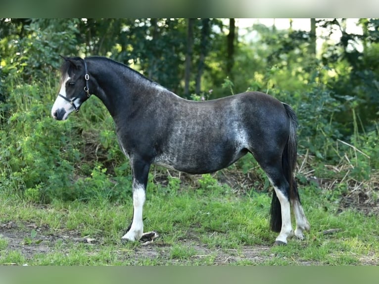 Welsh-A Merrie 3 Jaar 117 cm Sabino in Aalten