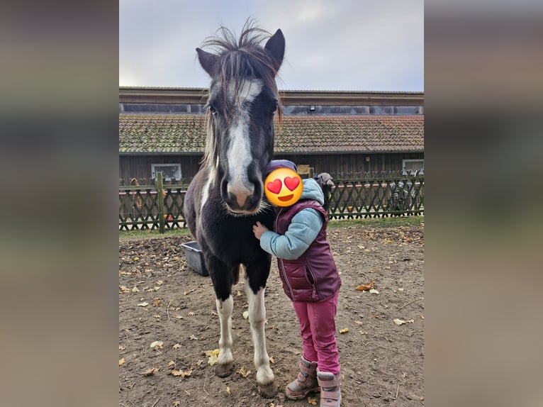 Welsh-A Mix Merrie 3 Jaar 118 cm Gevlekt-paard in Geeste