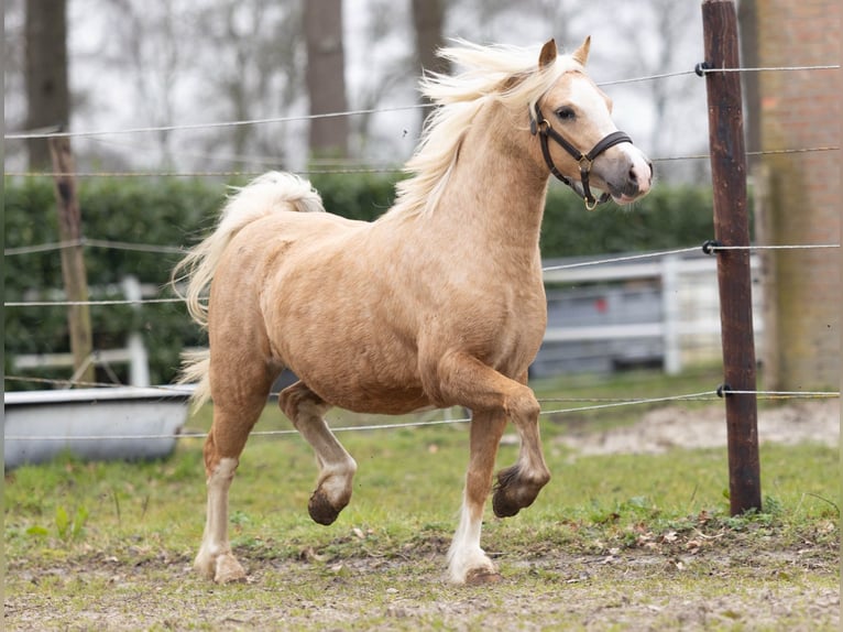 Welsh-A Merrie 3 Jaar 118 cm Palomino in Elim