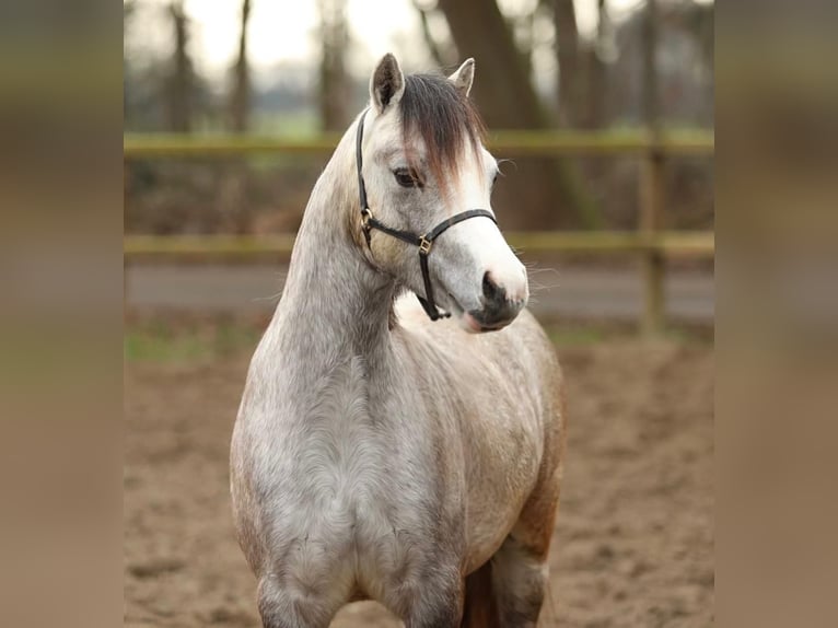 Welsh-A Merrie 3 Jaar 118 cm Schimmel in Aalten