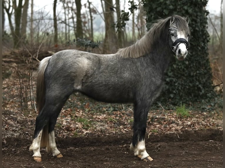 Welsh-A Merrie 3 Jaar 118 cm Schimmel in Aalten