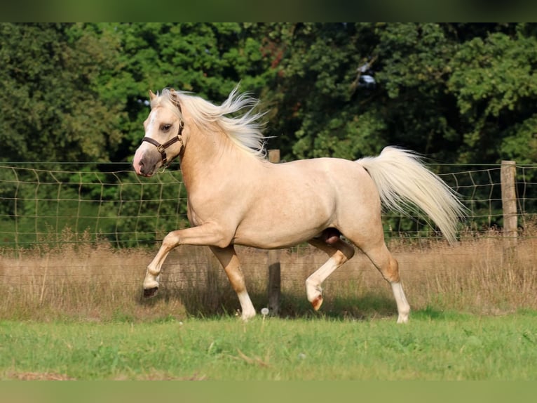 Welsh-A Merrie 3 Jaar 118 cm Vos in Vledderveen