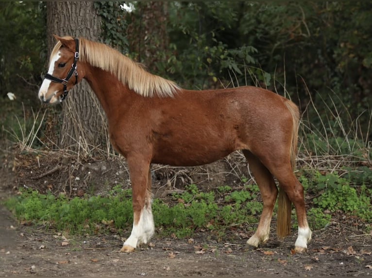 Welsh-A Merrie 3 Jaar 119 cm Roodvos in Aalten