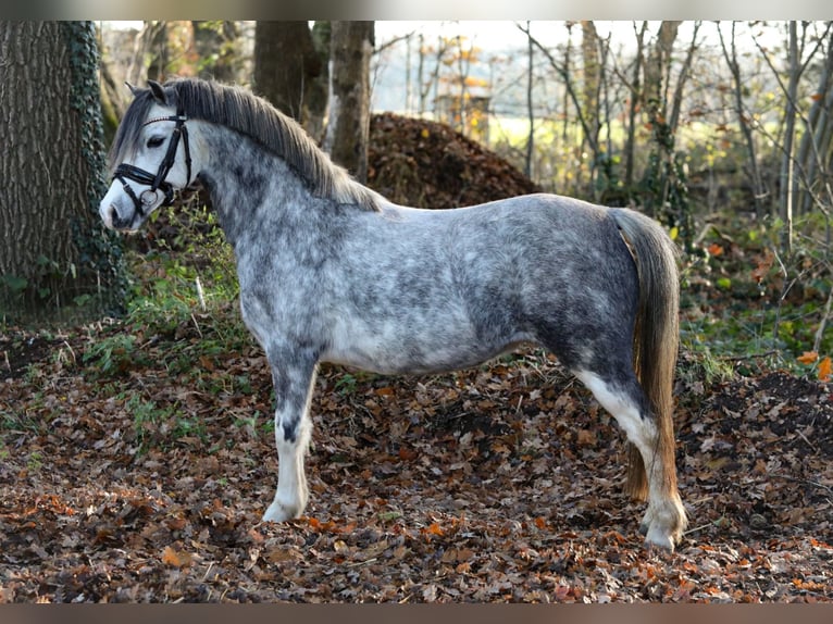 Welsh-A Merrie 3 Jaar 119 cm Schimmel in Aalten