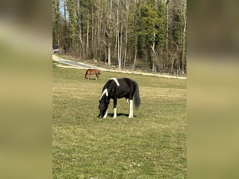Welsh-A Mix Merrie 3 Jaar 122 cm Gevlekt-paard in Bonfol