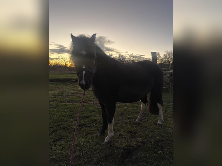 Welsh-A Merrie 3 Jaar 125 cm Zwart in Karst&#xE4;dt