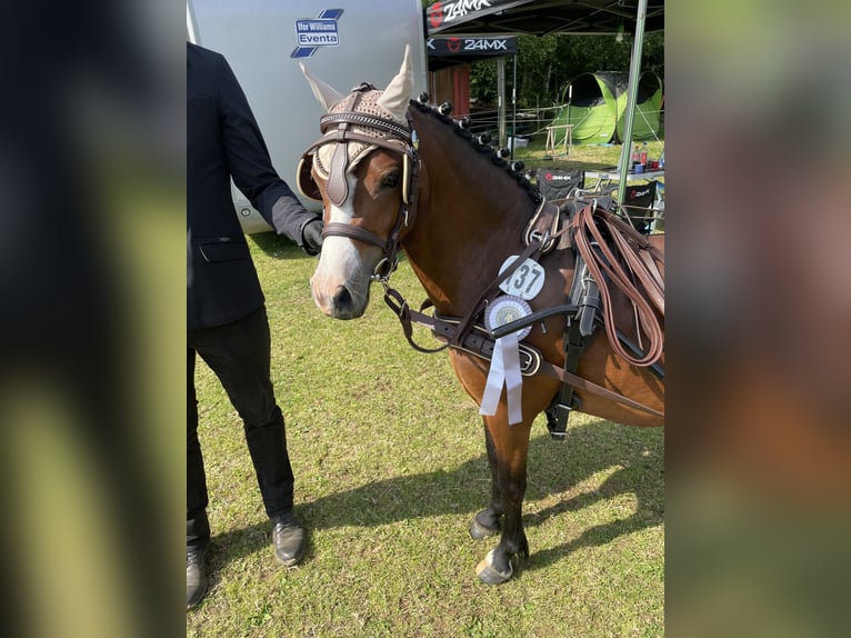 Welsh-A Merrie 4 Jaar 115 cm Bruin in Ibbenbüren