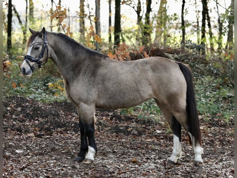 Welsh-A Merrie 4 Jaar 115 cm Falbe in Aalten