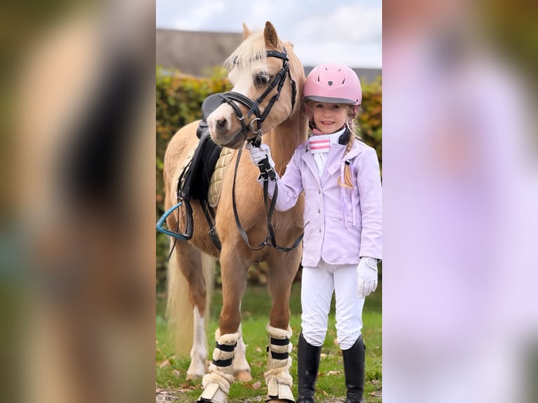 Welsh-A Merrie 4 Jaar 115 cm Palomino in Wachtum