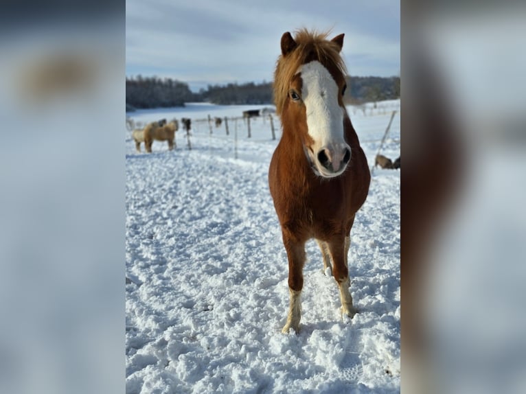 Welsh-A Merrie 4 Jaar 115 cm Zwart in Hungen