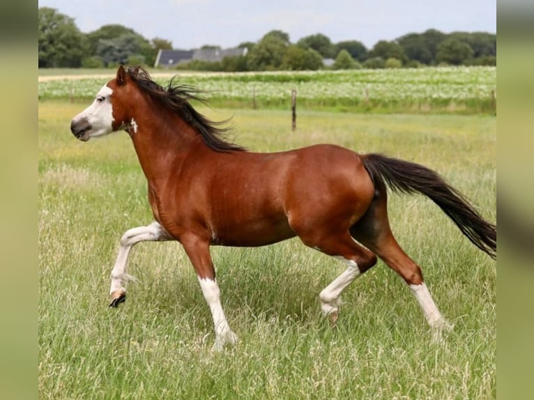 Welsh-A Merrie 4 Jaar 116 cm Bruin in Aalten