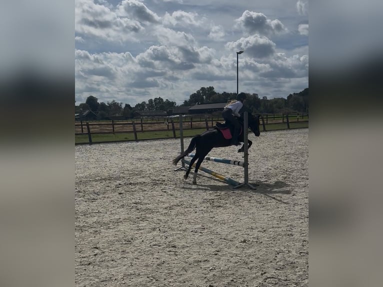 Welsh-A Merrie 4 Jaar 116 cm Zwart in Oosterwolde Gld