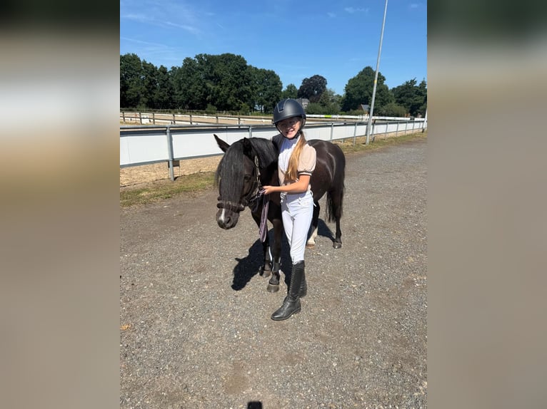 Welsh-A Merrie 4 Jaar 116 cm Zwart in Oosterwolde Gld