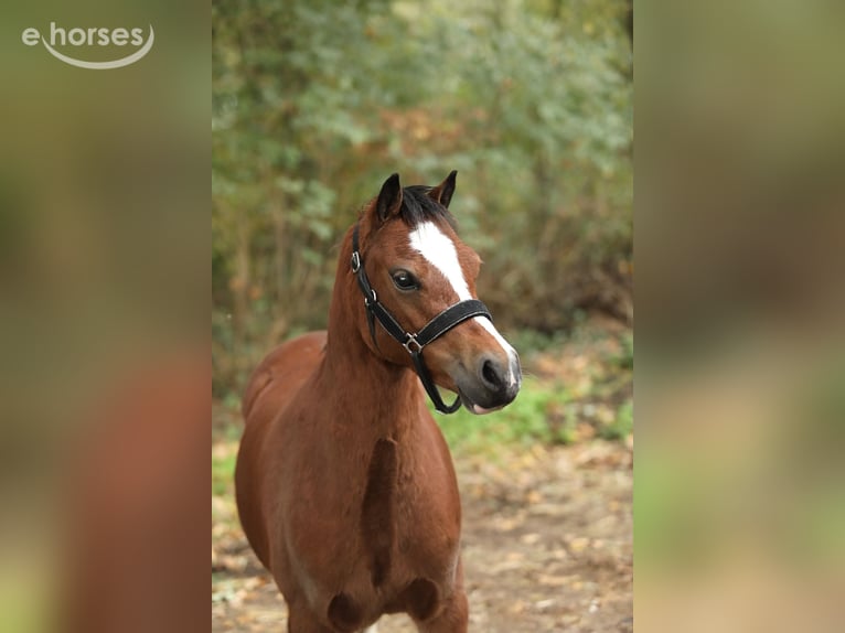 Welsh-A Merrie 4 Jaar 117 cm Bruin in Aalten