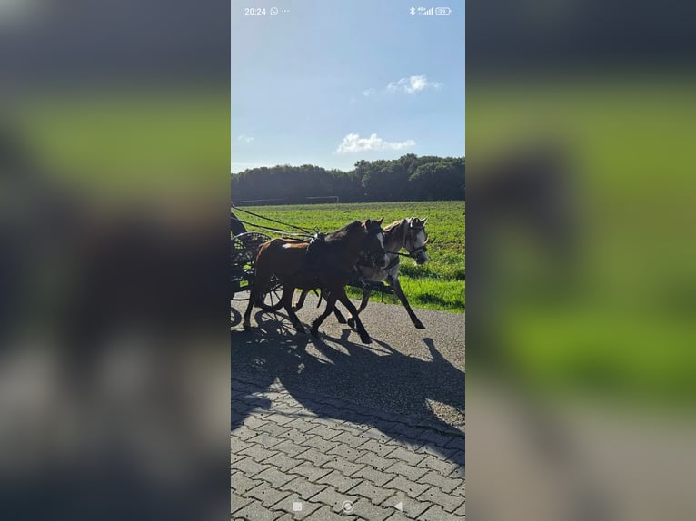 Welsh-A Merrie 4 Jaar 117 cm Schimmel in Eexterveenschekanaal