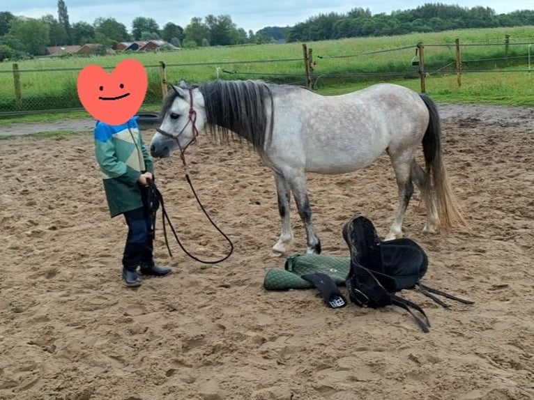 Welsh-A Merrie 4 Jaar 117 cm Schimmel in Hollandsche Rading