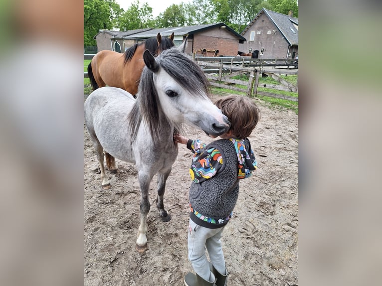 Welsh-A Merrie 4 Jaar 117 cm Schimmel in Hollandsche Rading