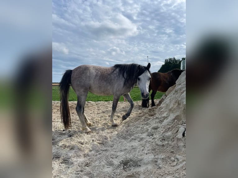 Welsh-A Merrie 4 Jaar 117 cm Schimmel in Hollandsche Rading