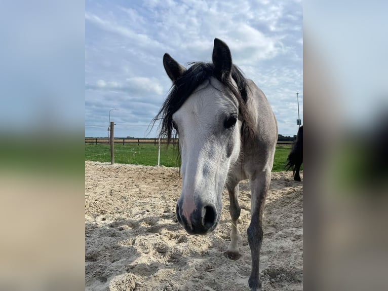 Welsh-A Merrie 4 Jaar 117 cm Schimmel in Hollandsche Rading