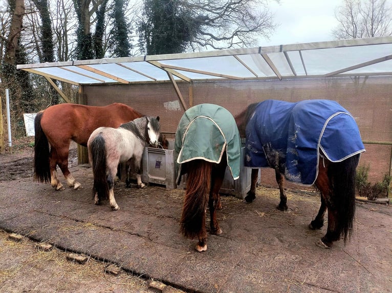 Welsh-A Merrie 4 Jaar 117 cm Schimmel in Hollandsche Rading