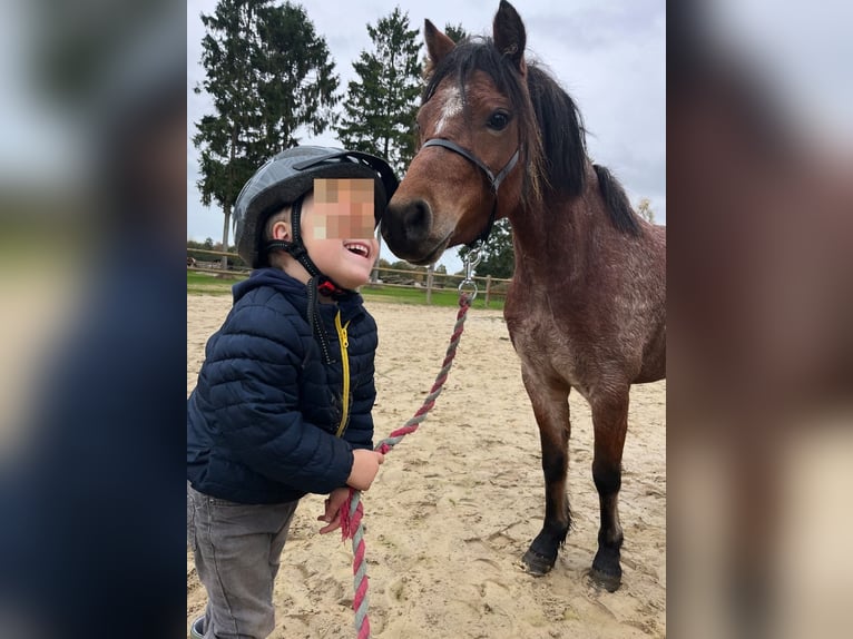 Welsh-A Merrie 4 Jaar 120 cm Roan-Red in Halle