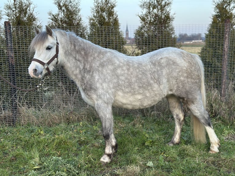 Welsh-A Merrie 4 Jaar 121 cm Appelschimmel in Kerken