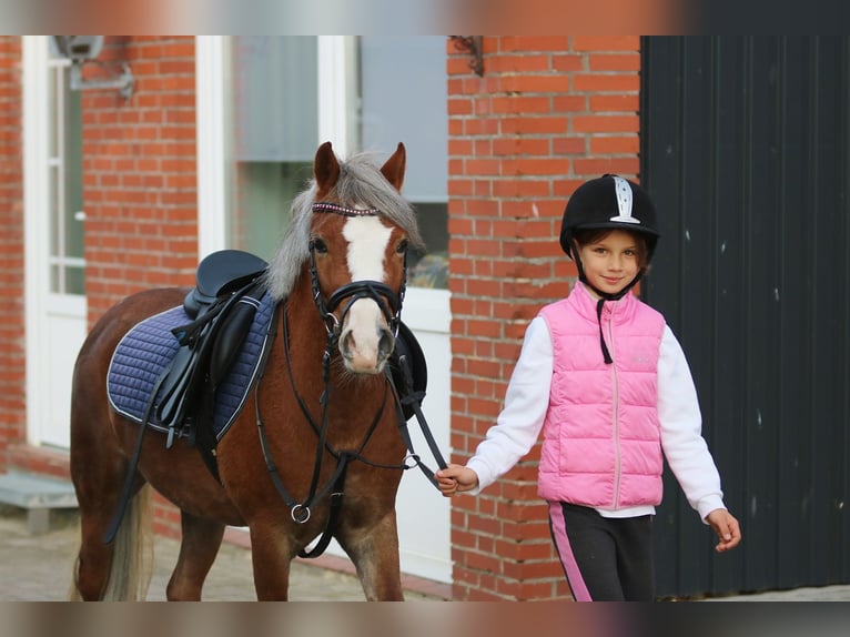 Welsh-A Merrie 4 Jaar 121 cm Donkere-vos in Wildeshausen