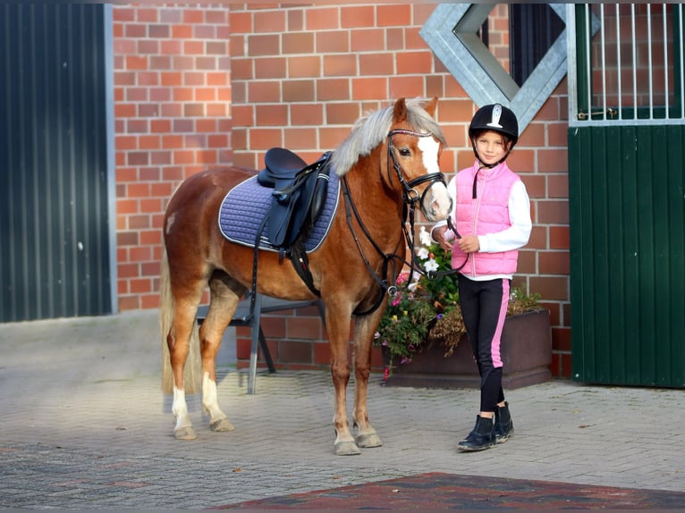 Welsh-A Merrie 4 Jaar 121 cm Donkere-vos in Wildeshausen