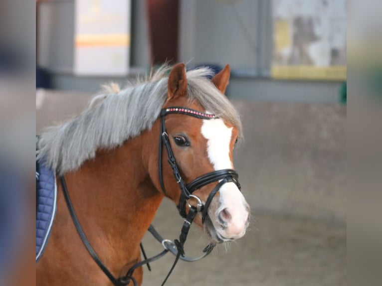 Welsh-A Merrie 4 Jaar 121 cm Donkere-vos in Wildeshausen