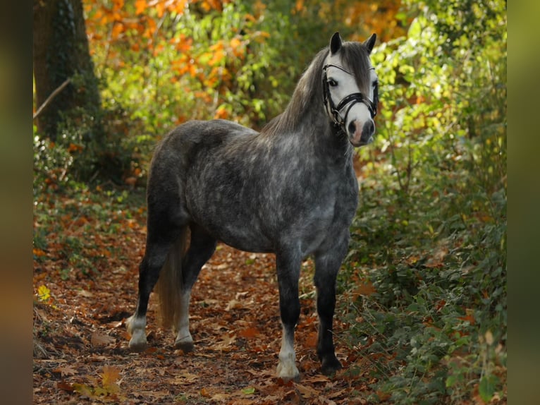 Welsh-A Merrie 4 Jaar 122 cm Schimmel in Aalten