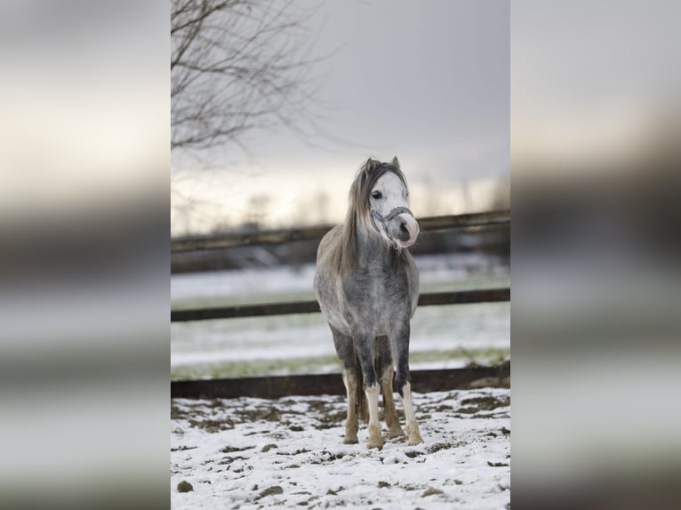 Welsh-A Merrie 4 Jaar 123 cm Blauwschimmel in Sliedrecht