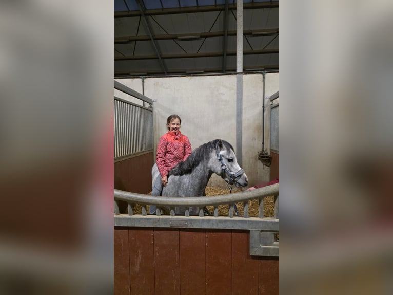 Welsh-A Merrie 4 Jaar 123 cm Blauwschimmel in Sliedrecht