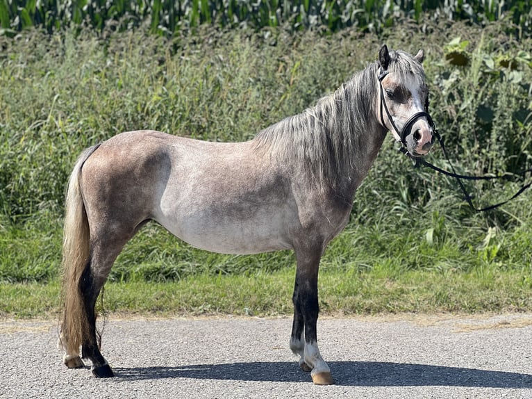 Welsh-A Merrie 4 Jaar 125 cm Brown Falb schimmel in Uttendorf