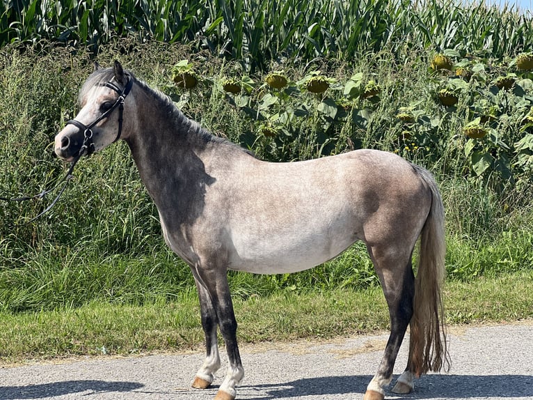 Welsh-A Merrie 4 Jaar 125 cm Brown Falb schimmel in Uttendorf