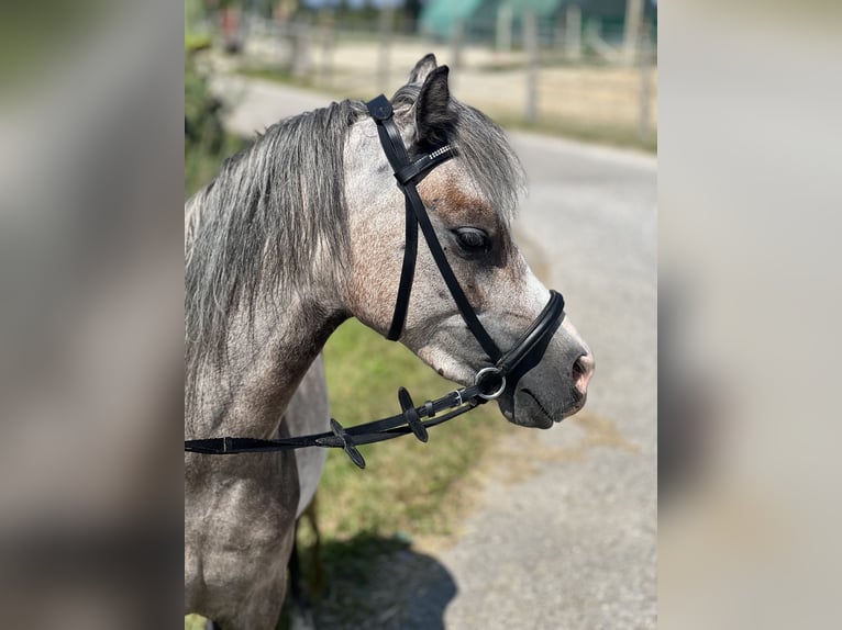 Welsh-A Merrie 4 Jaar 125 cm Brown Falb schimmel in Uttendorf