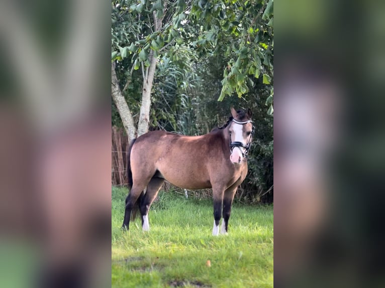 Welsh-A Merrie 5 Jaar 113 cm Falbe in Hollandscheveld