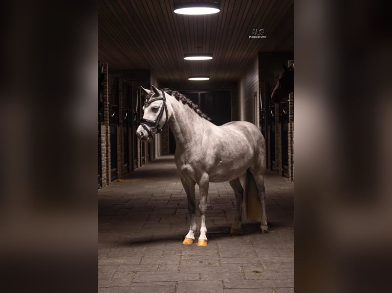 Welsh-A Merrie 5 Jaar 116 cm Schimmel in Nieuwe Niedorp