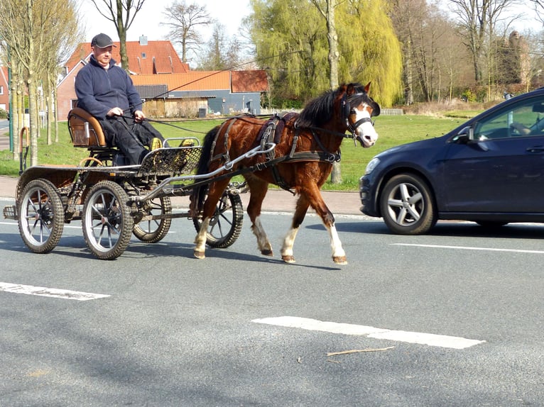 Welsh-A Merrie 5 Jaar 117 cm Bruin in Halle
