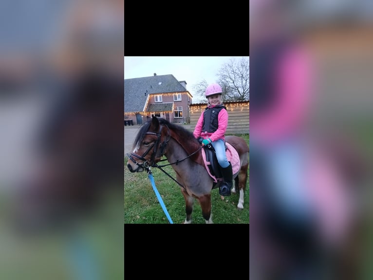 Welsh-A Merrie 5 Jaar 117 cm Bruin in Ruurlo