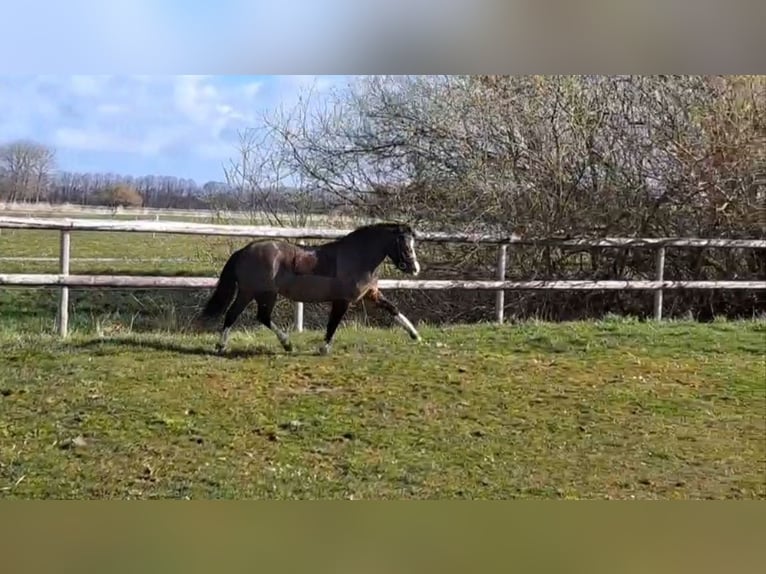 Welsh-A Merrie 5 Jaar 120 cm Donkerbruin in Wurster Nordseeküste
