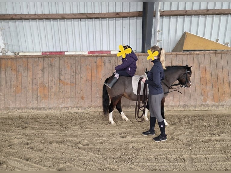 Welsh-A Merrie 5 Jaar 120 cm Donkerbruin in Wurster Nordseeküste