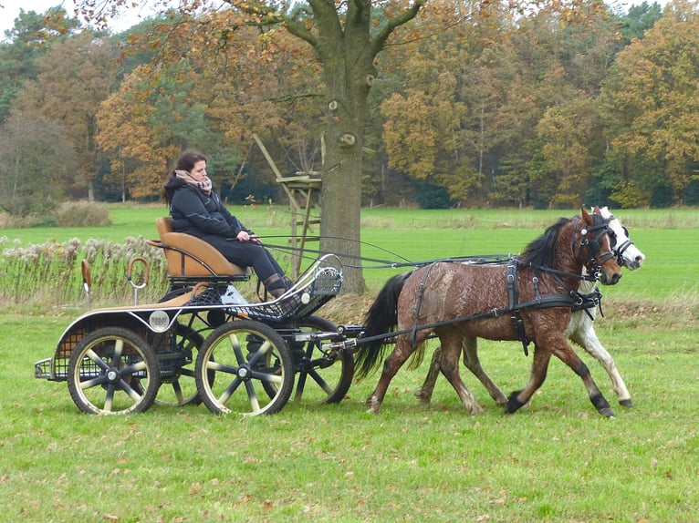 Welsh-A Merrie 5 Jaar 120 cm Roan-Red in Halle