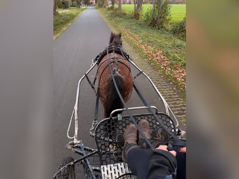Welsh-A Merrie 5 Jaar 120 cm Roan-Red in Halle