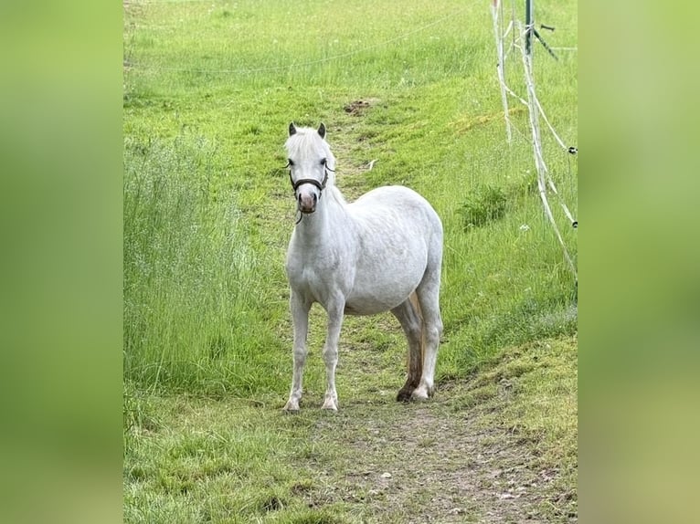 Welsh-A Merrie 5 Jaar 120 cm Schimmel in Witten