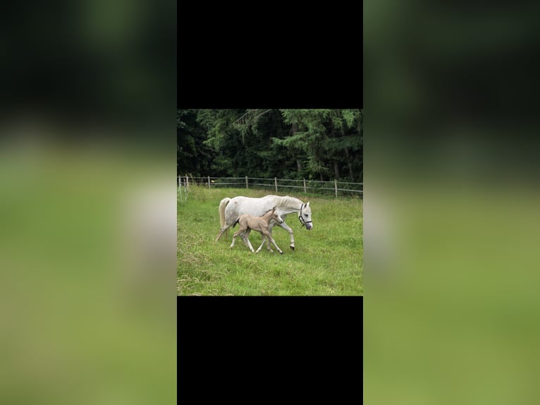 Welsh-A Merrie 5 Jaar 120 cm Schimmel in Witten