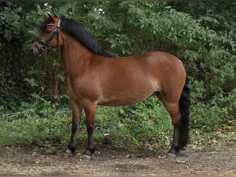 Welsh-A Mix Merrie 5 Jaar 121 cm Bruin in Aalten