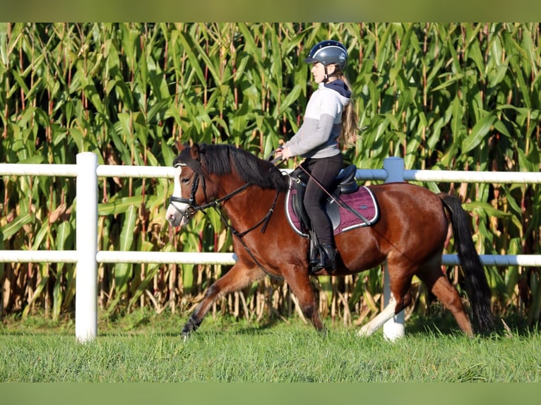 Welsh-A Merrie 5 Jaar 121 cm Bruin in Wildeshausen