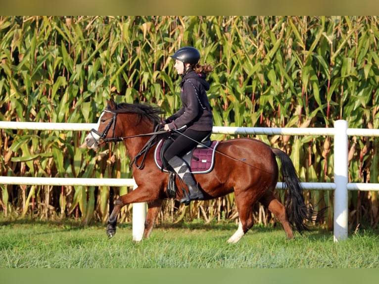 Welsh-A Merrie 5 Jaar 121 cm Bruin in Wildeshausen